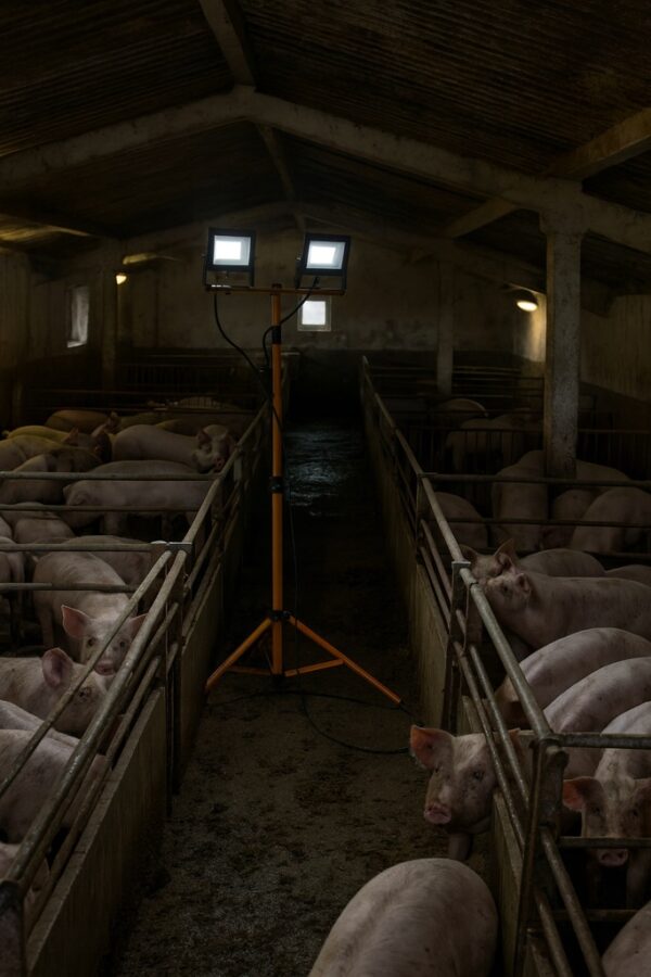 Halogen-LED-Statyw-Budowlany-Naswietlacz-2X-60W-Zestaw-Stojak-RIWALL-RHA-01-Barwa-swiatla-bialy-neutralny